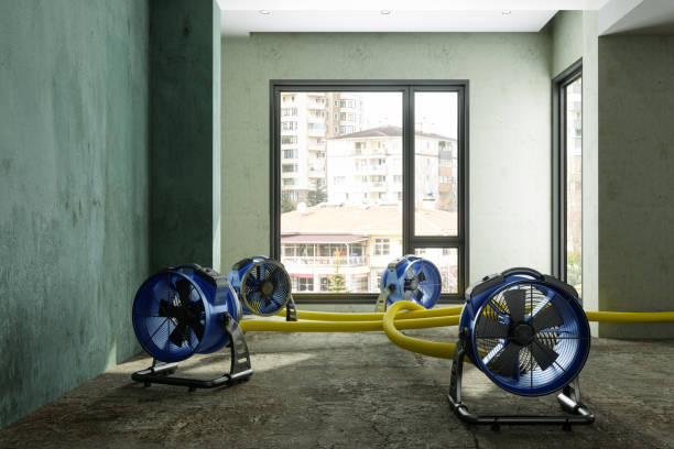 Best Mold removal after water damage  in De Queen, AR